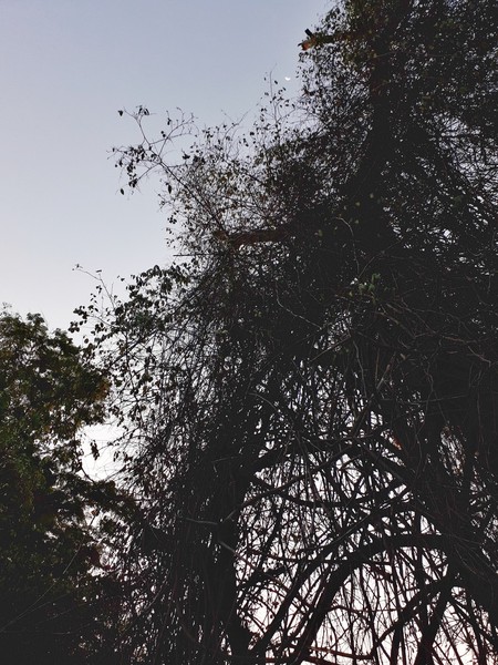 A picture from the woods of Madras Christian College