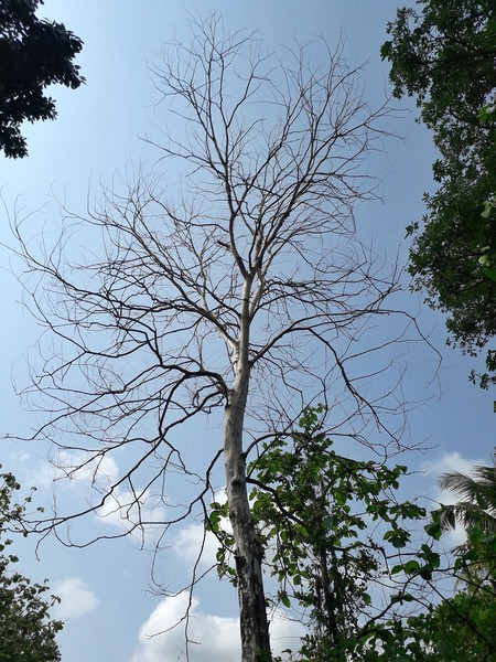 Picture taken on an morning walk near ammaveedu