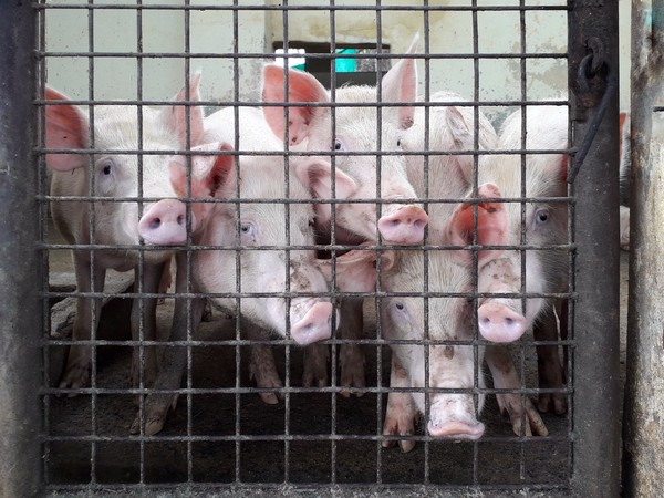 Curious Piglets. Picture taken from Madras Christian College animal farm