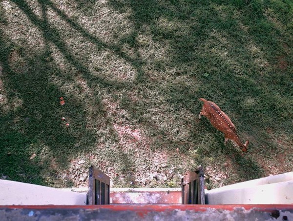 Deer grazing out of the woods into the campus. Image taken from Madras Christian College