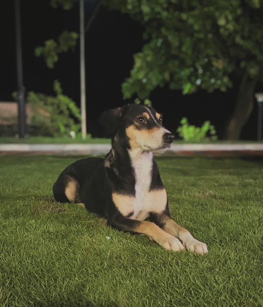 Campus dog which look almost similar to Nimi, the enemy dog