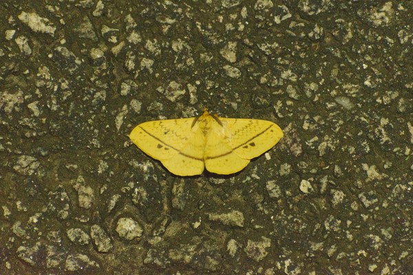 Moth I found on a night photowalk