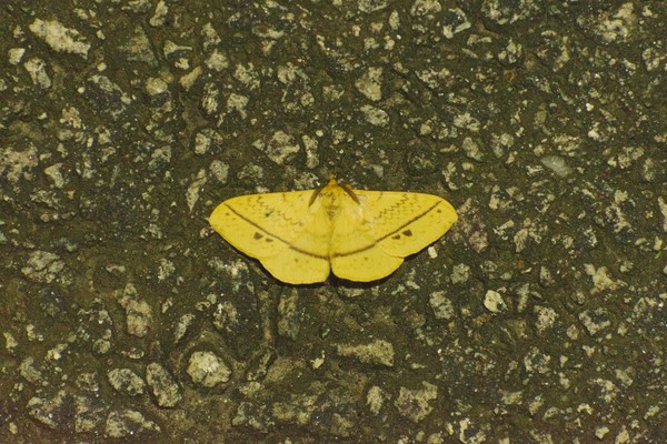Moth I found on a night photowalk